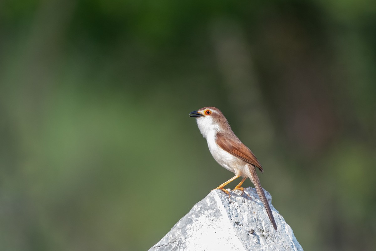 Yellow-eyed Babbler - ML642231502