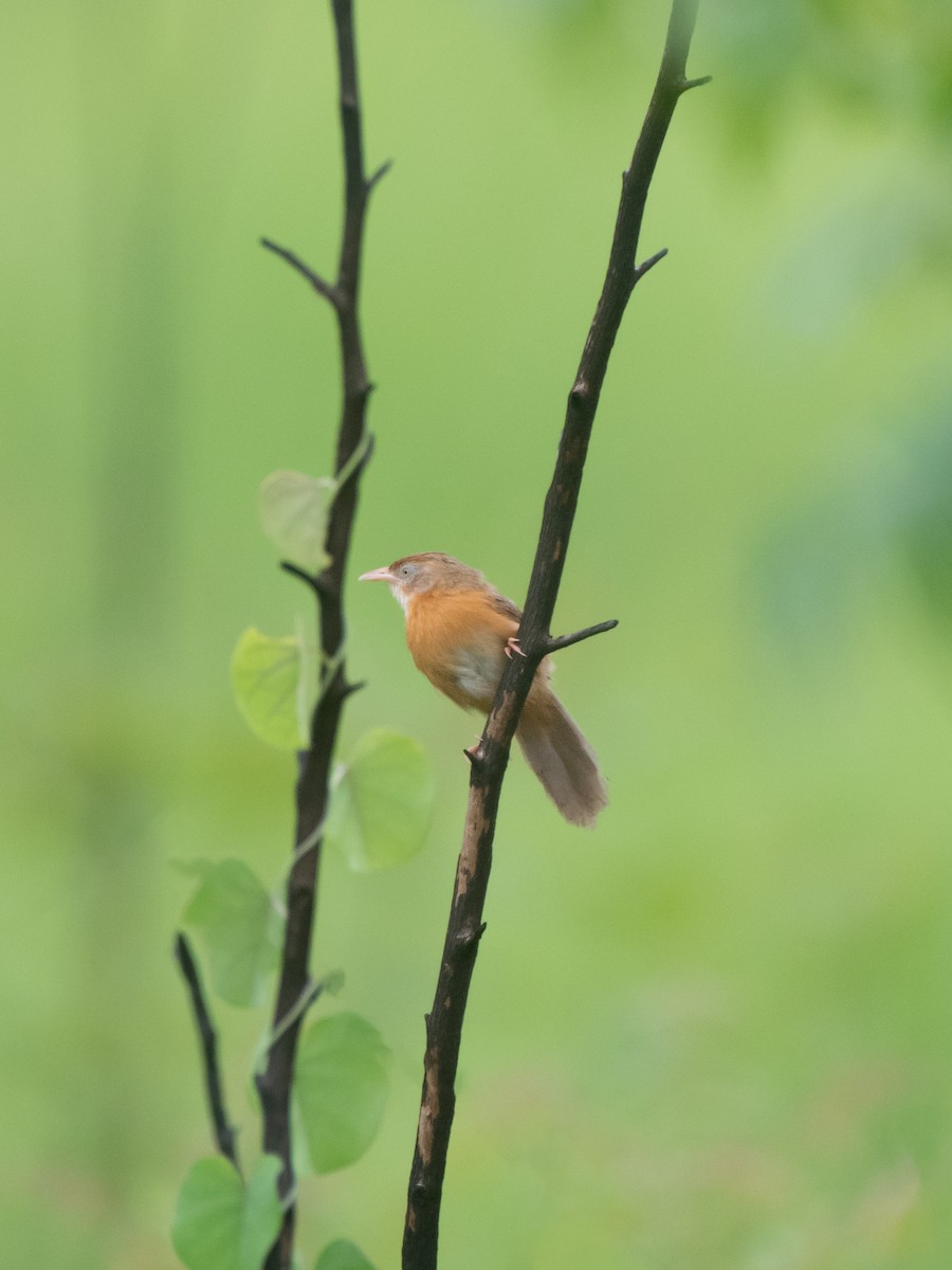 Tawny-bellied Babbler - ML642231519