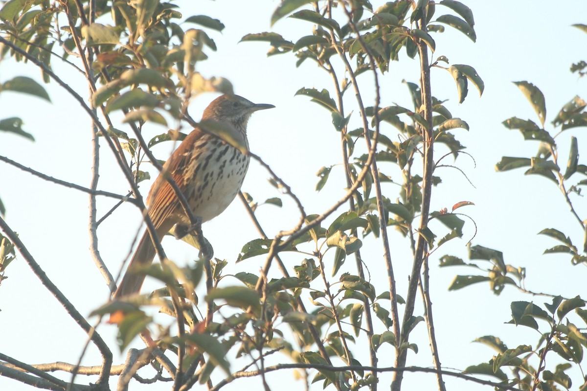 Brown Thrasher - ML642231540