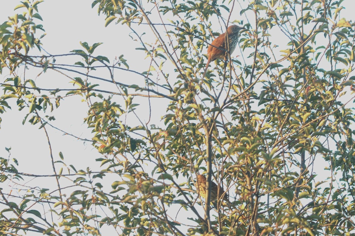 Brown Thrasher - ML642231579