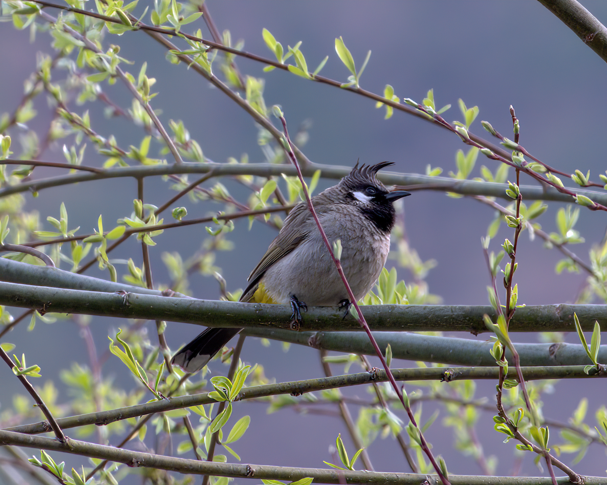 Himalayan Bulbul - ML642231591