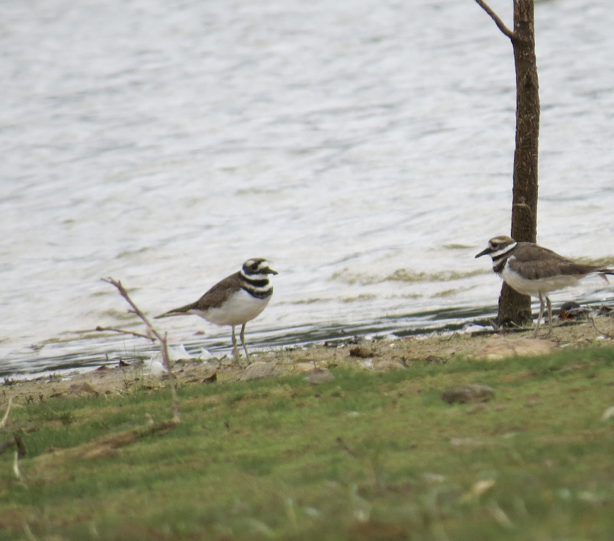 Killdeer - ML642231598