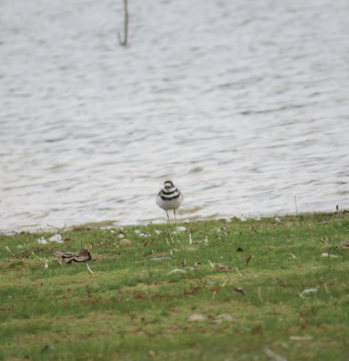 Killdeer - ML642231599