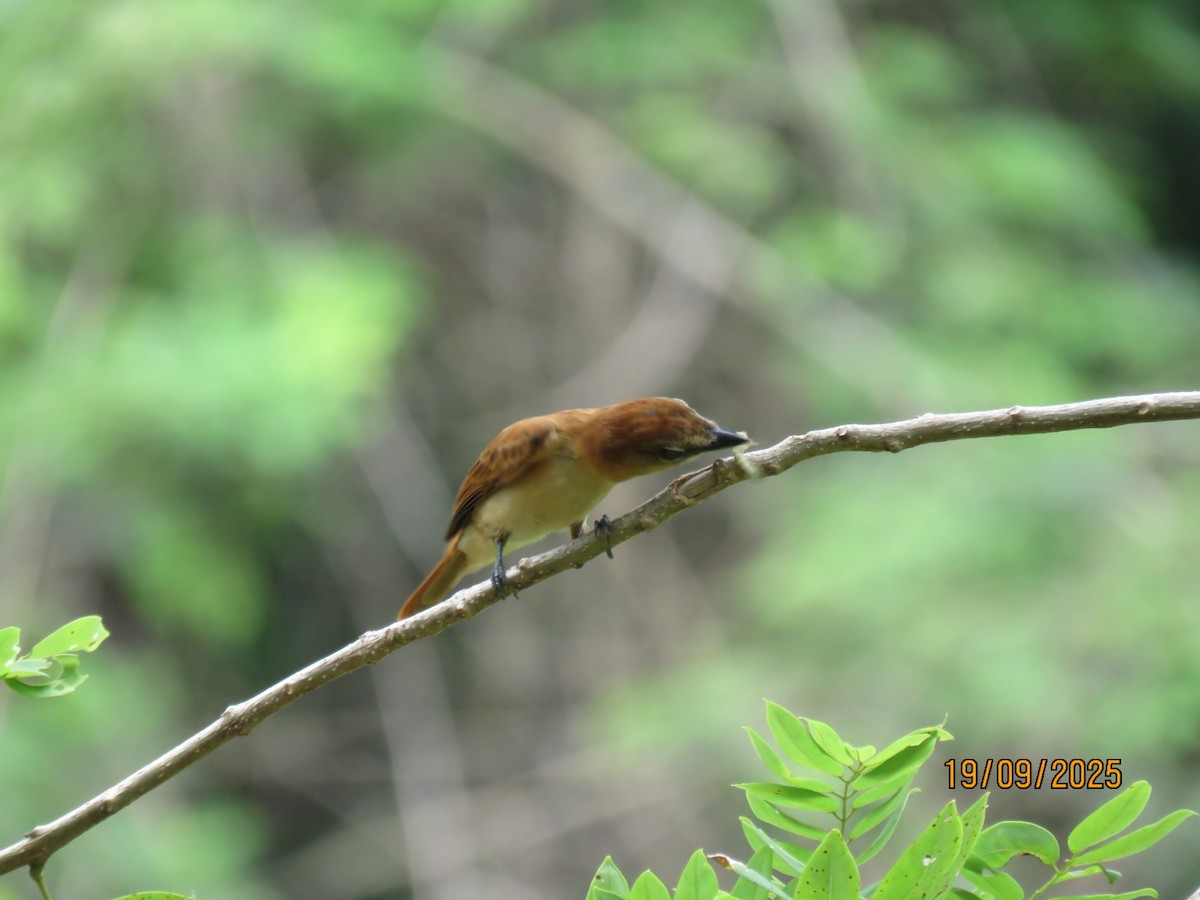 Cinereous Becard - ML642231621