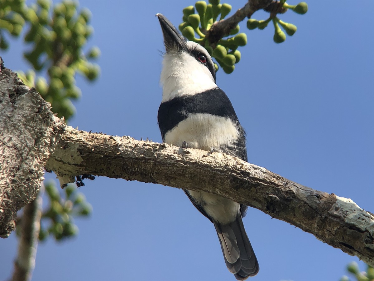 White-necked Puffbird - ML642231646