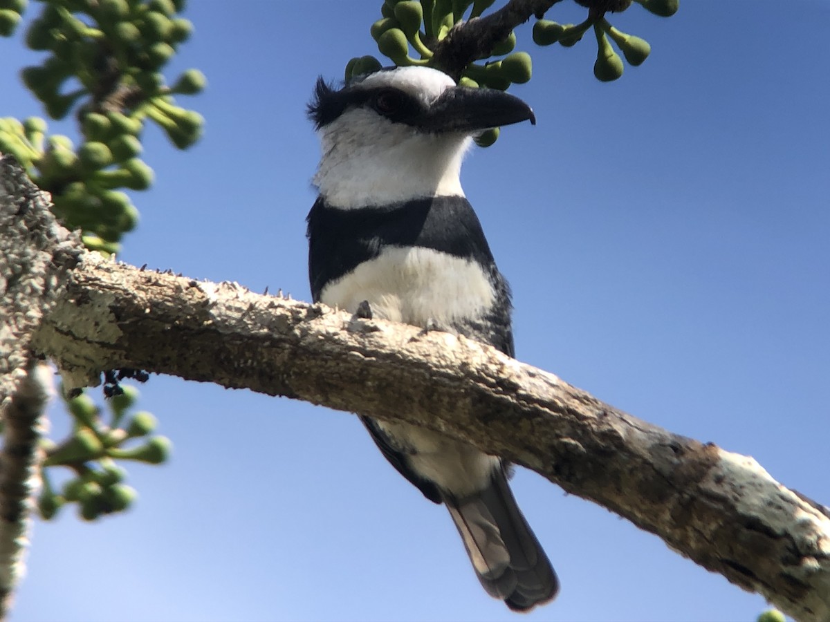 White-necked Puffbird - ML642231648