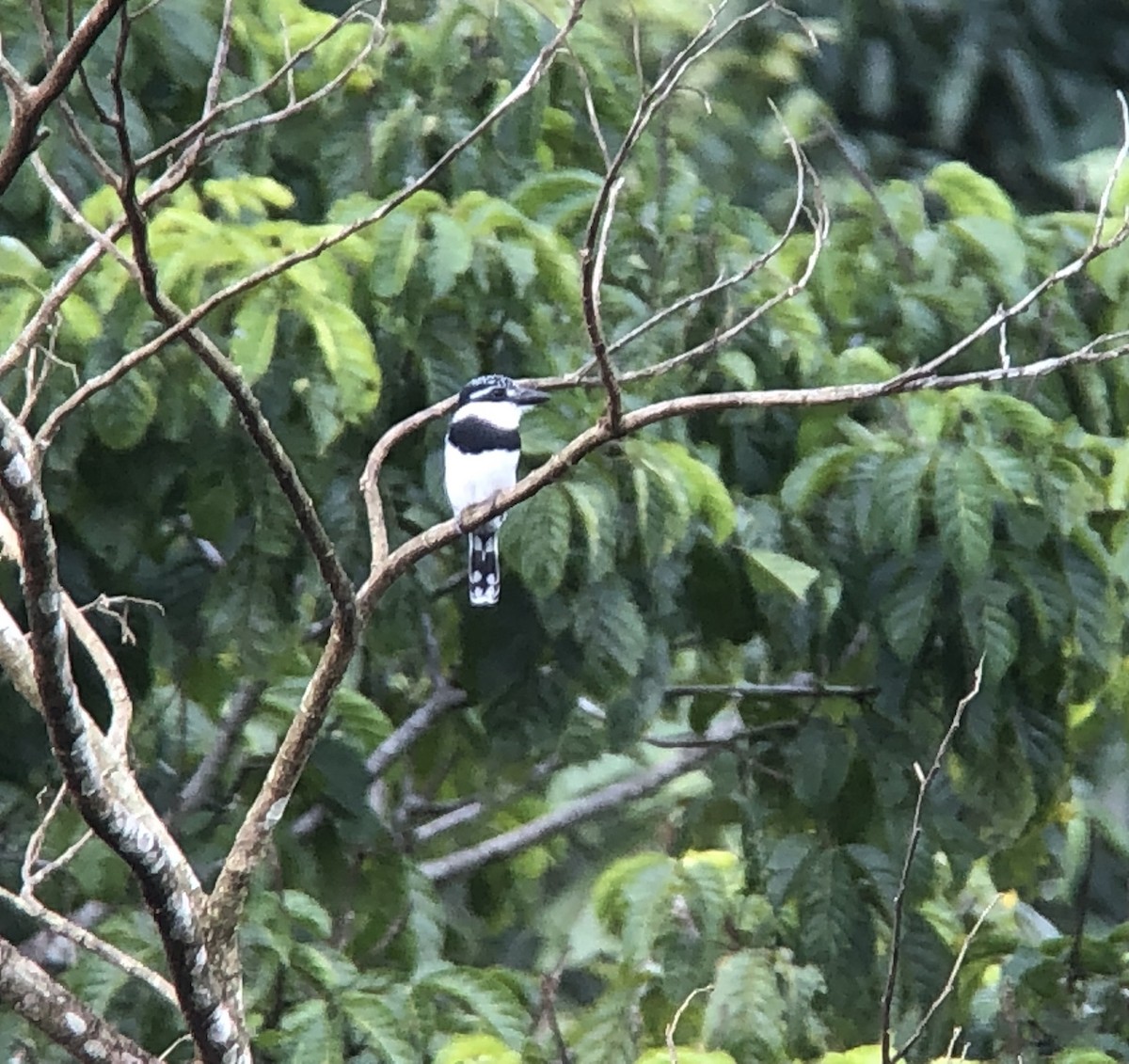 Pied Puffbird - ML642231650