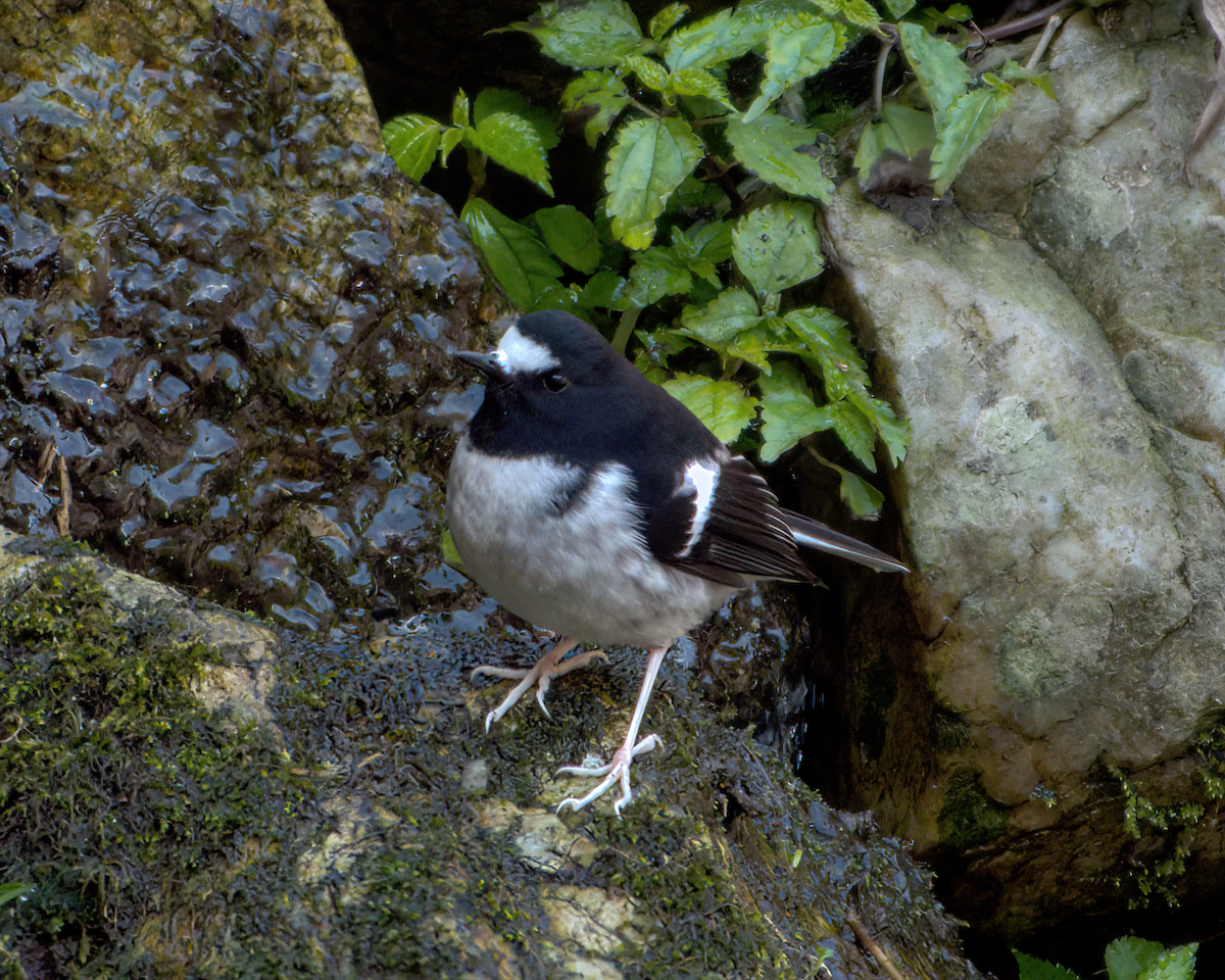 Little Forktail - ML642231673