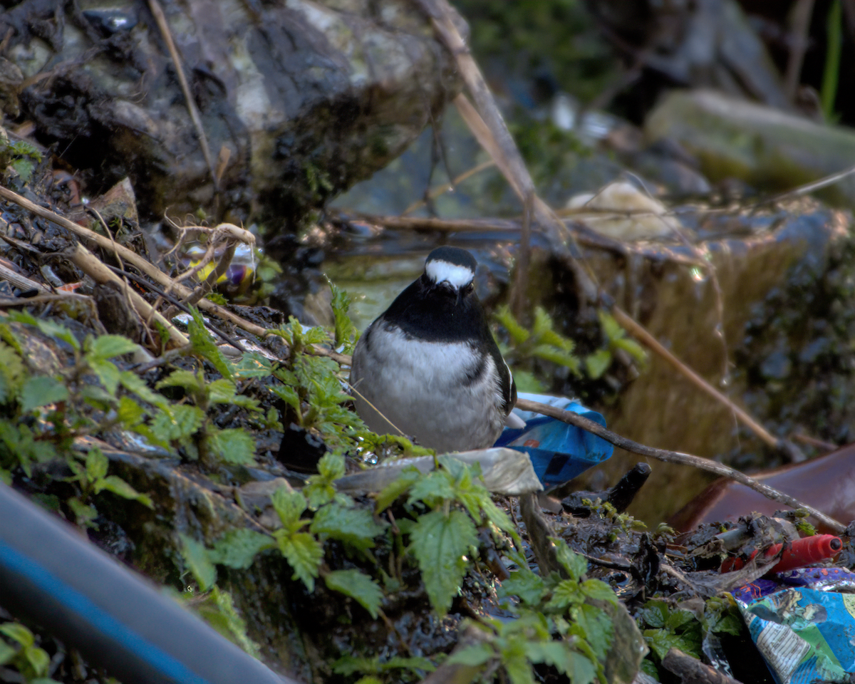 Little Forktail - ML642231674