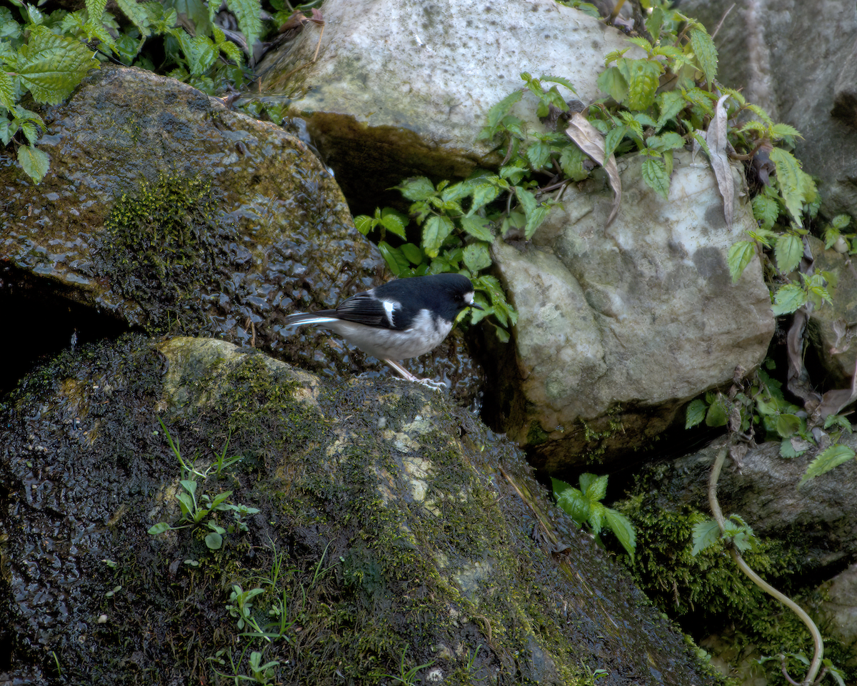 Little Forktail - ML642231675