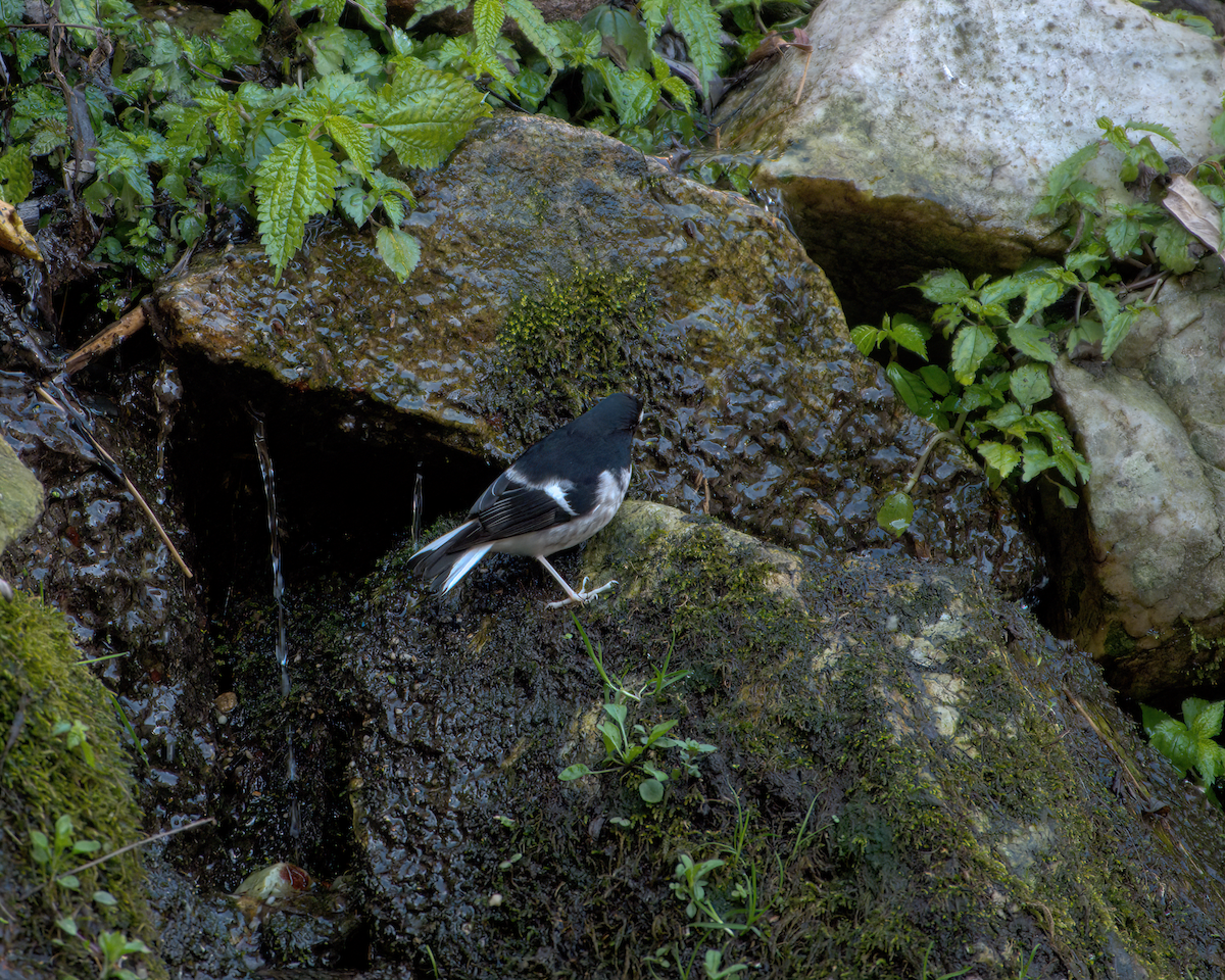 Little Forktail - ML642231676