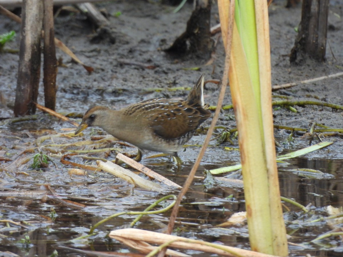 Polluela Sora - ML642231684