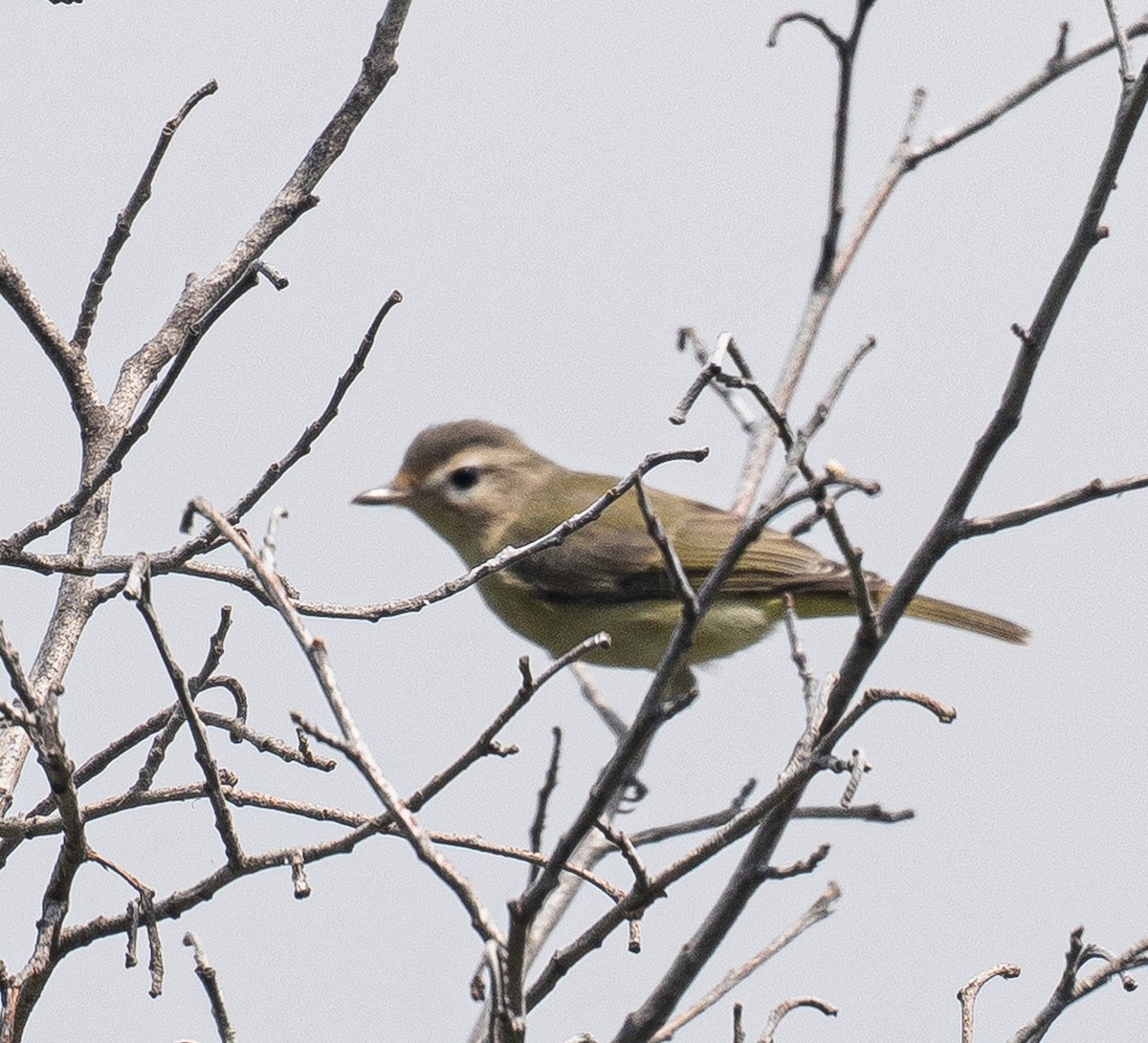Western Warbling Vireo - ML642231686