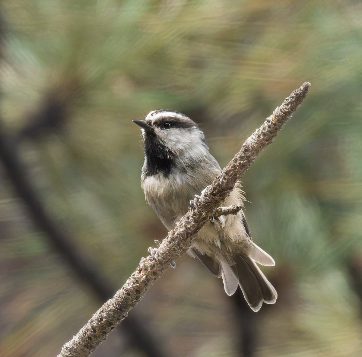 Mountain Chickadee - ML642231696