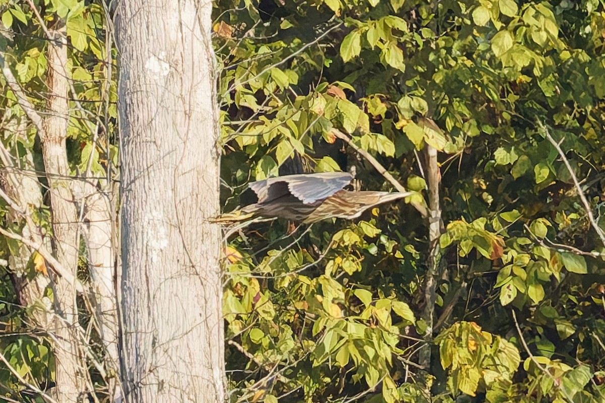 American Bittern - ML642231697