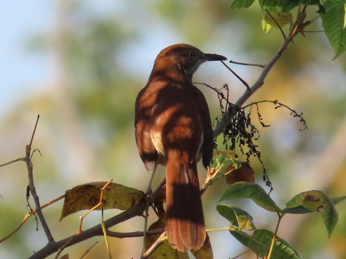 Brown Thrasher - ML642231761