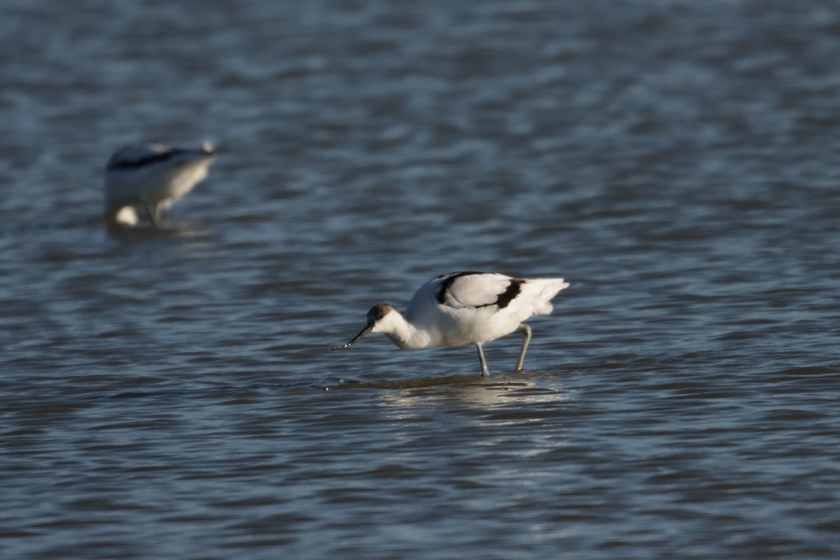 Pied Avocet - ML642231767