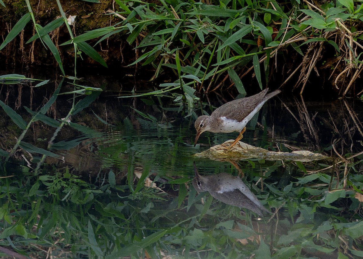 Spotted Sandpiper - ML642231771