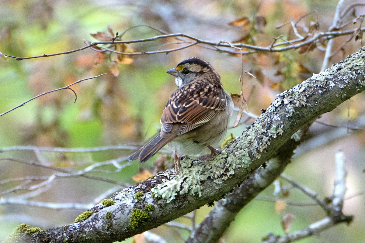 Weißkehlammer - ML642231774