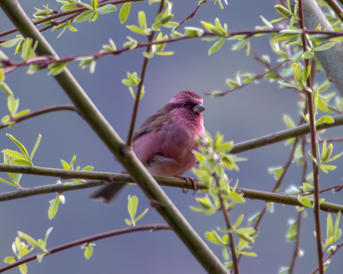 Pink-browed Rosefinch - ML642231796