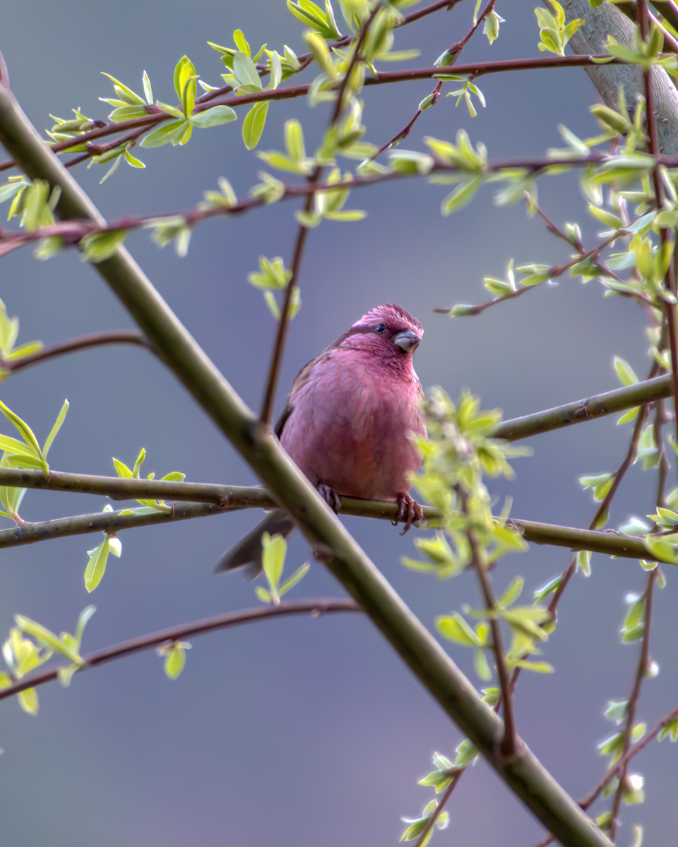 Pink-browed Rosefinch - ML642231798