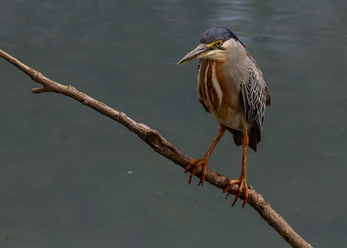 Striated Heron - ML642231804