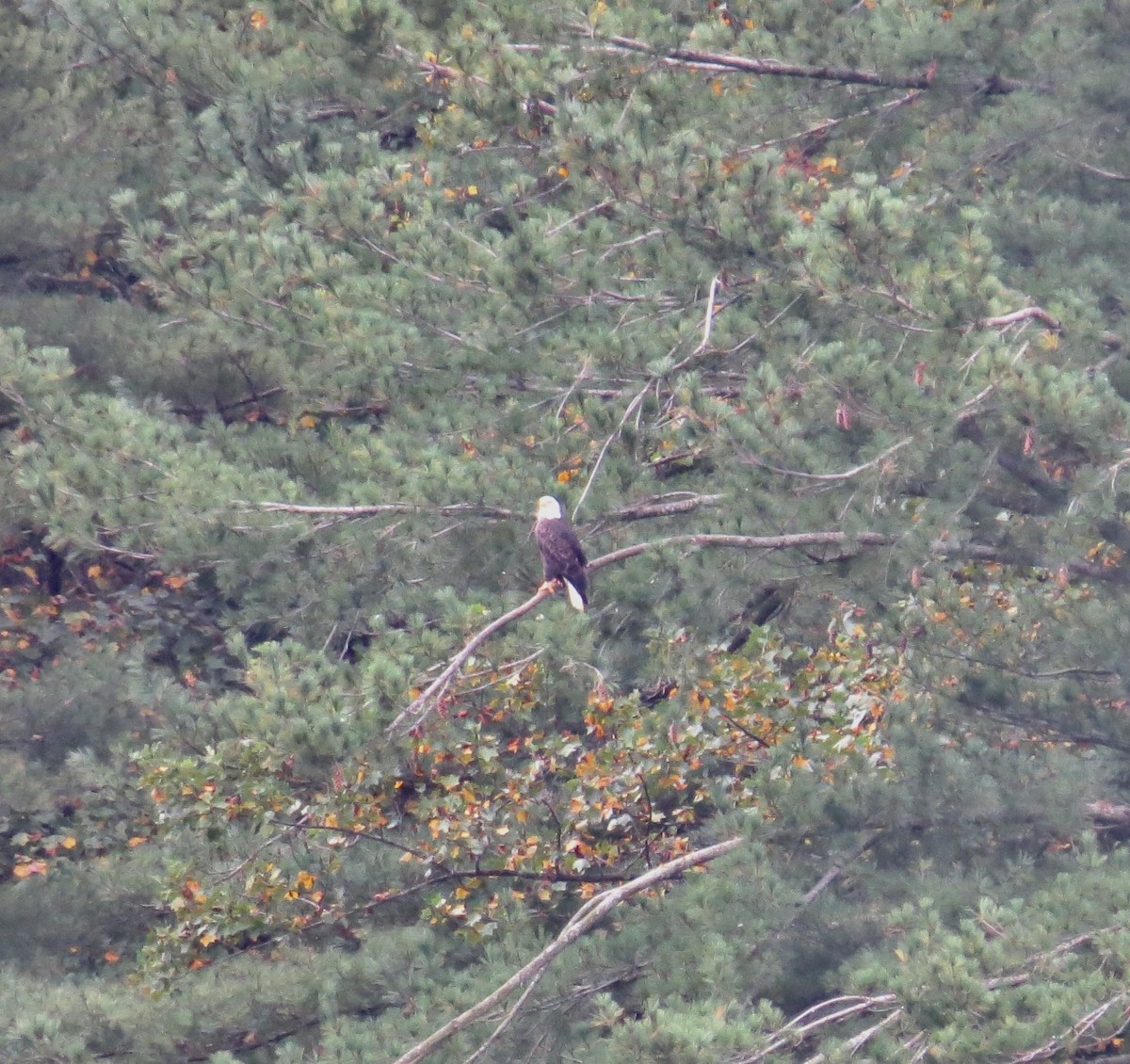 Bald Eagle - ML642231807