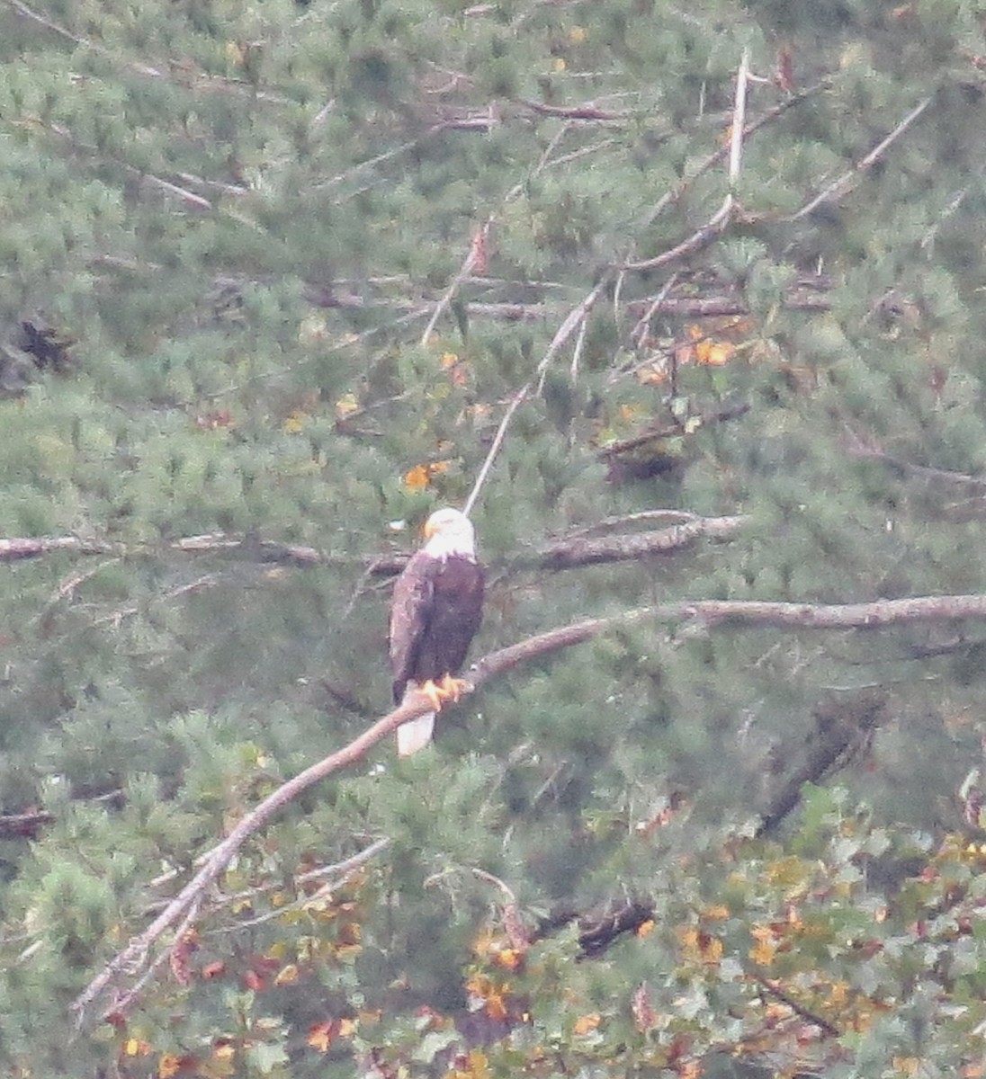 Bald Eagle - ML642231808
