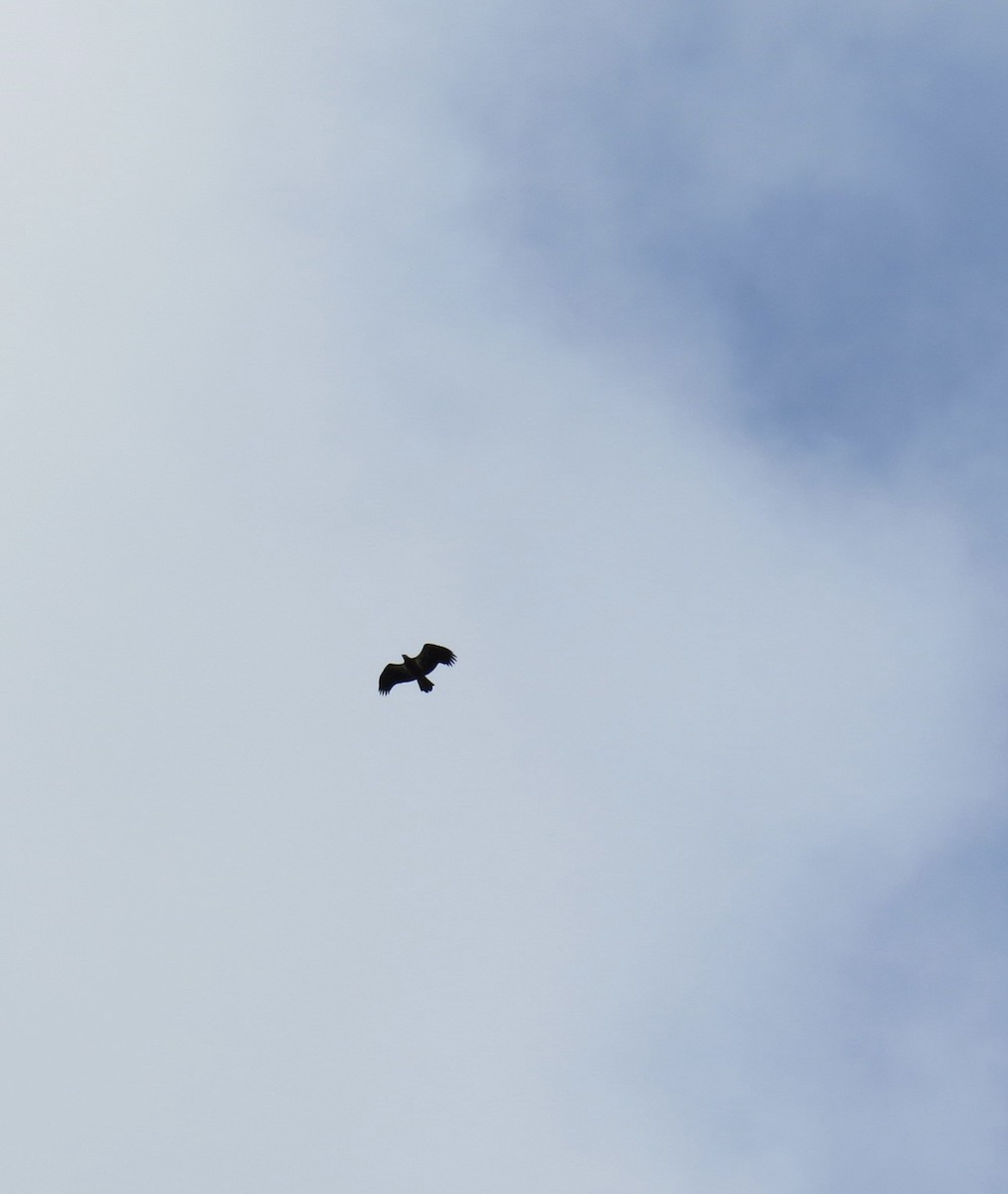 Bald Eagle - ML642231809