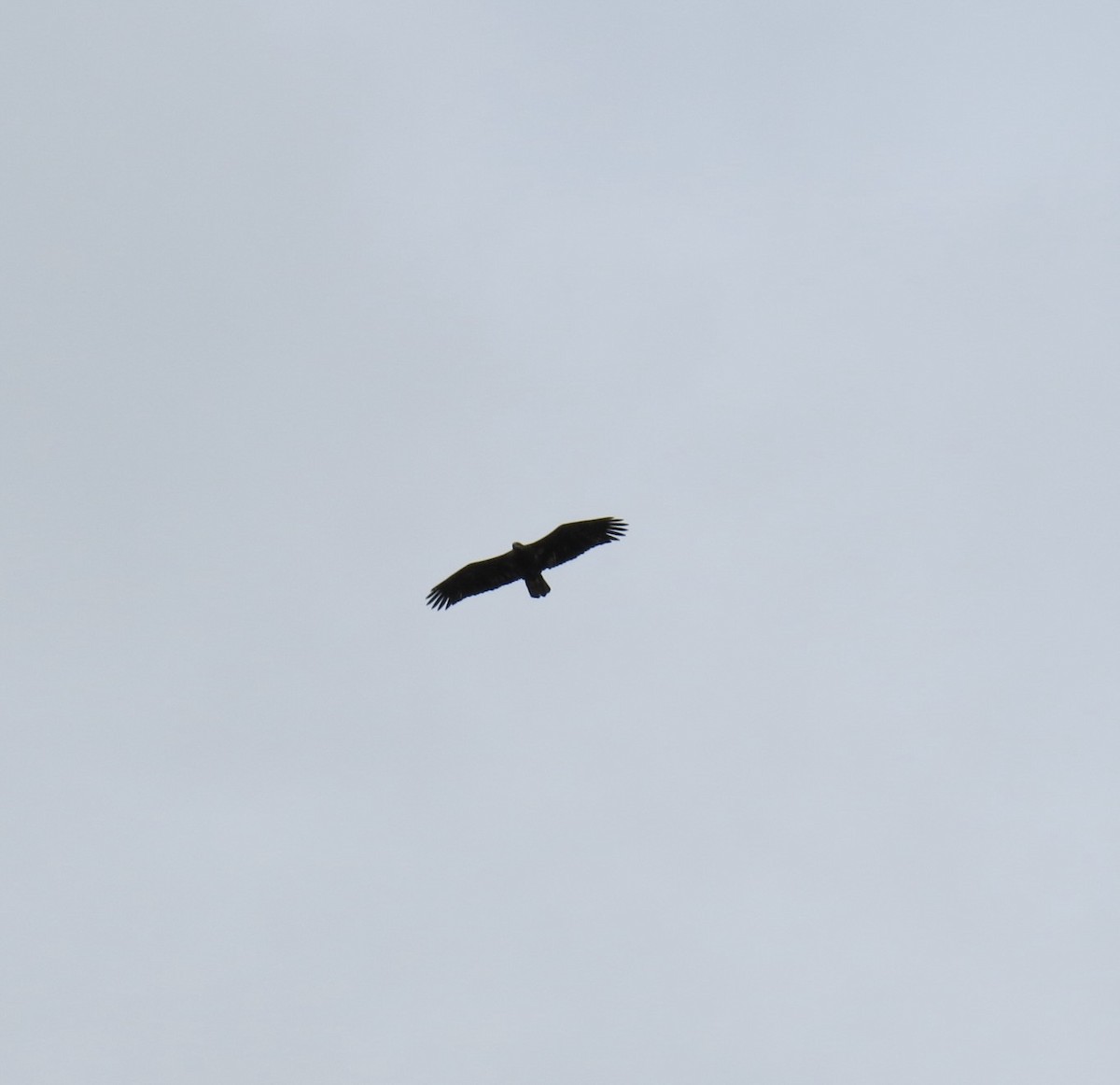 Bald Eagle - ML642231810