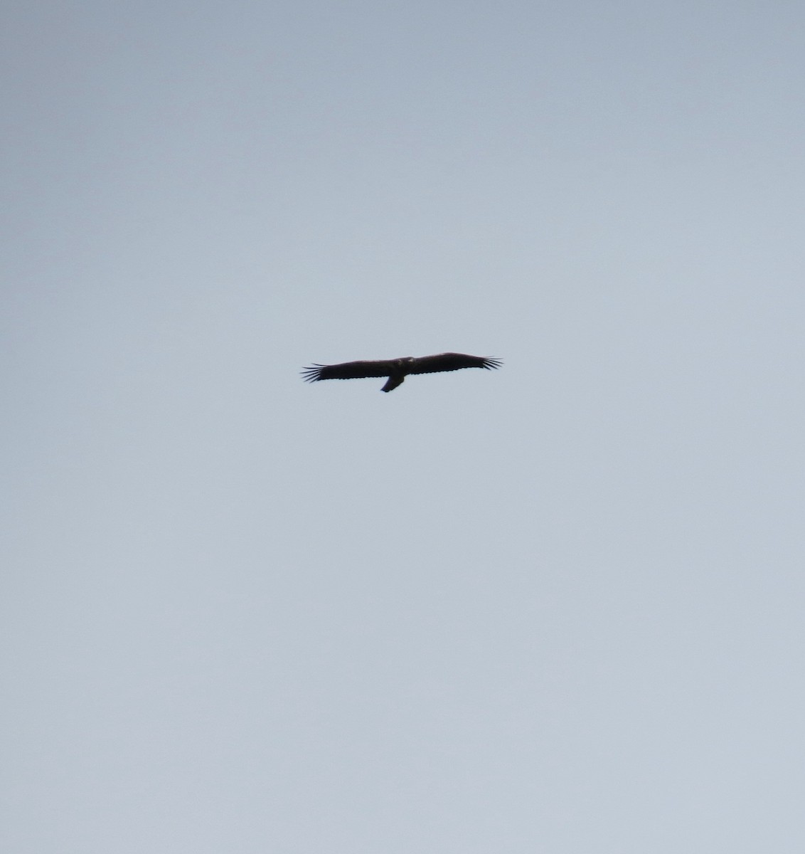 Bald Eagle - ML642231811