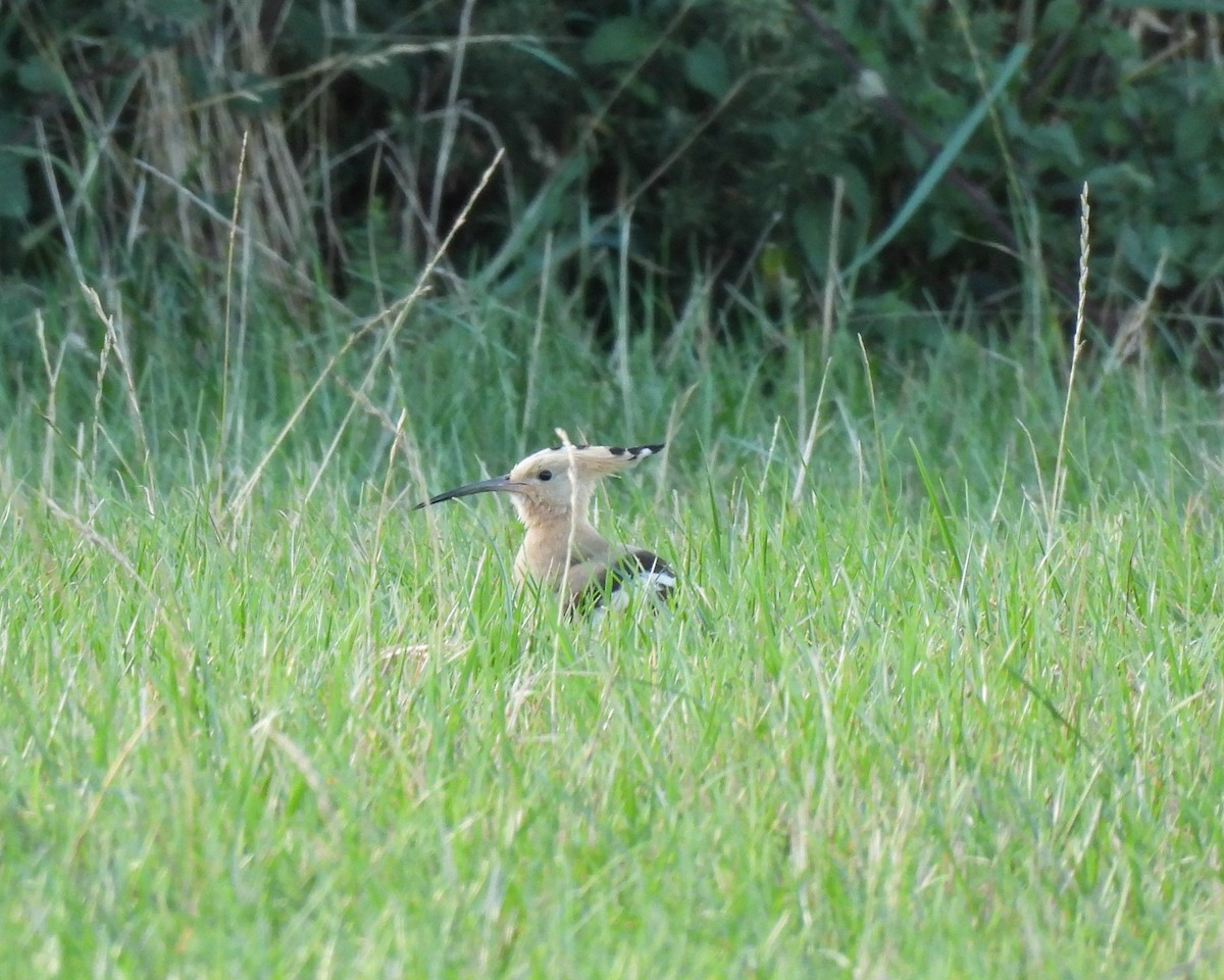 Common Hoopoe - ML642231860