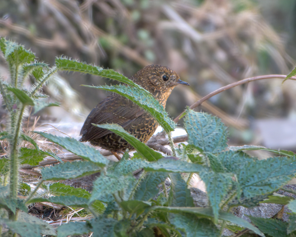 Scaly-breasted Cupwing - ML642231881