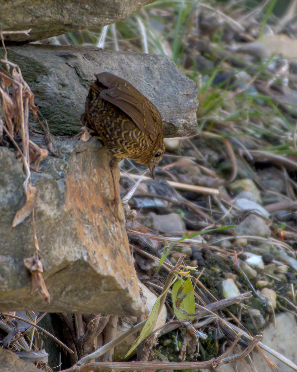 Scaly-breasted Cupwing - ML642231882