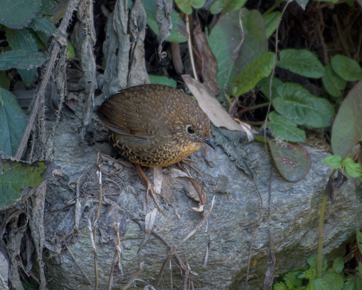 Scaly-breasted Cupwing - ML642231883