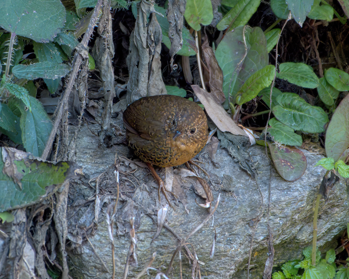 Scaly-breasted Cupwing - ML642231891