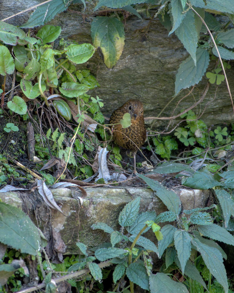 Scaly-breasted Cupwing - ML642231900