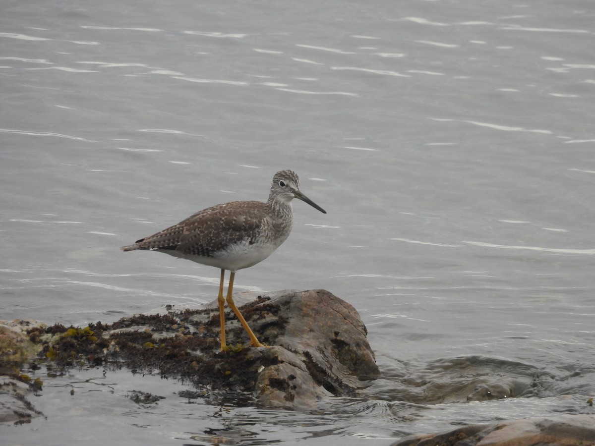 Greater Yellowlegs - ML642231959