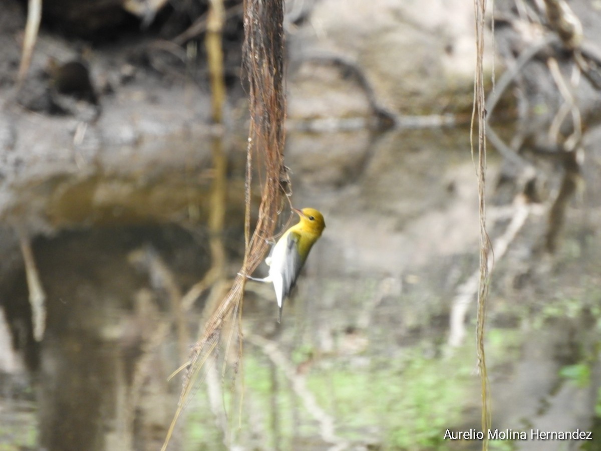 Prothonotary Warbler - ML642231967