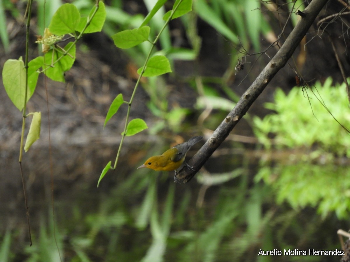 Prothonotary Warbler - ML642231968