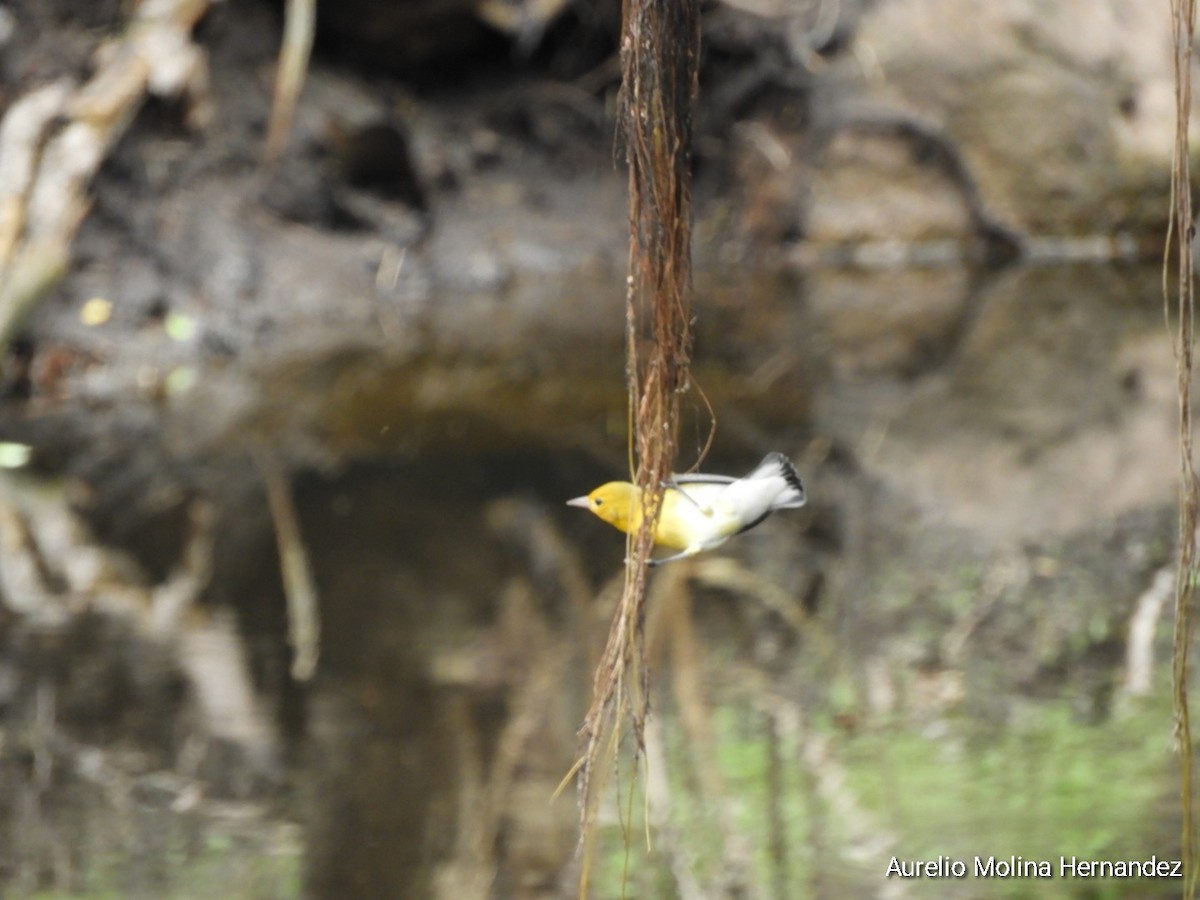 Prothonotary Warbler - ML642231969