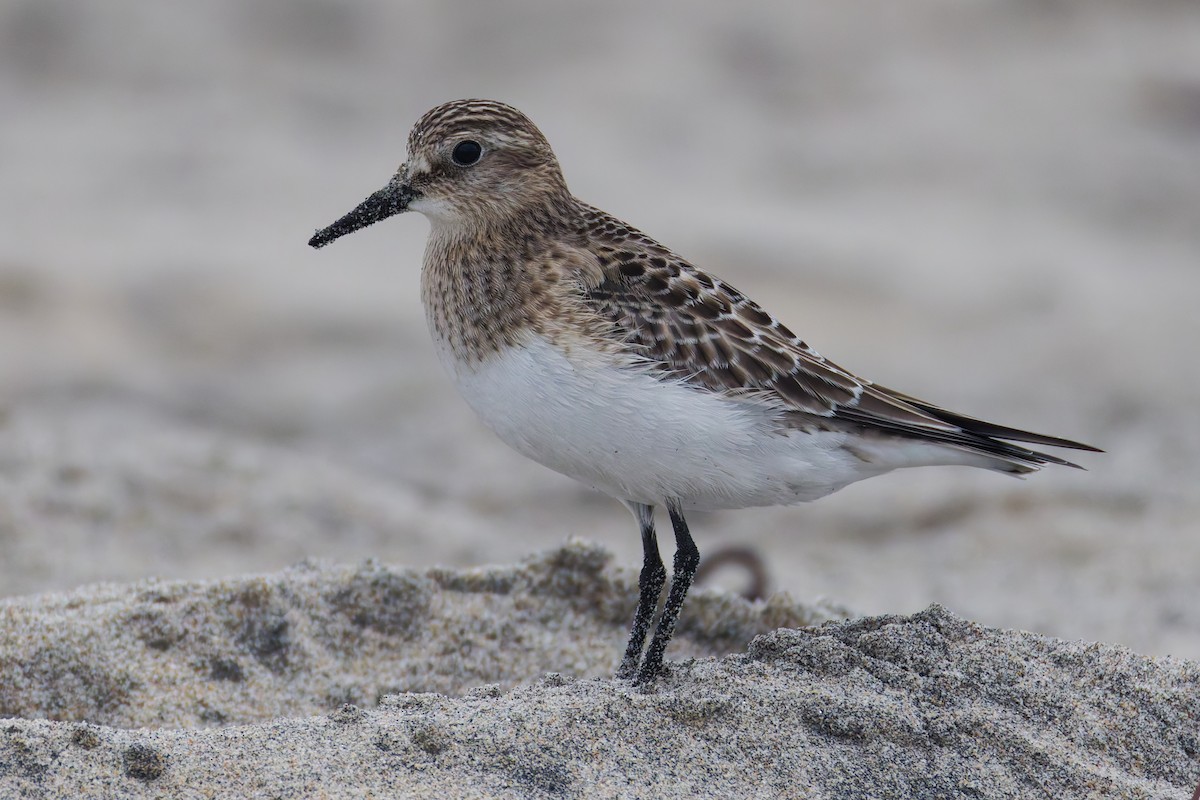 Baird's Sandpiper - ML642231973