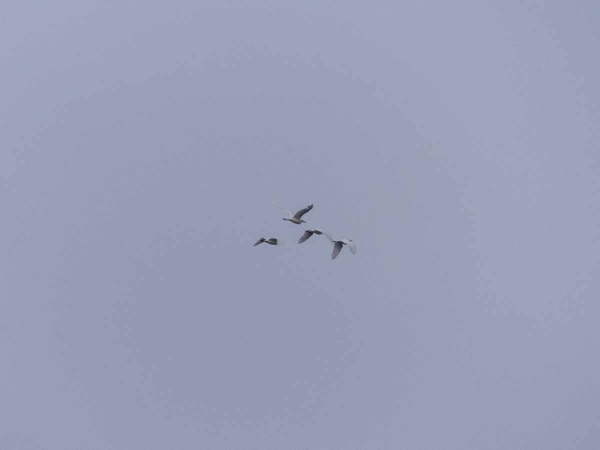 Western Cattle-Egret - ML642231995