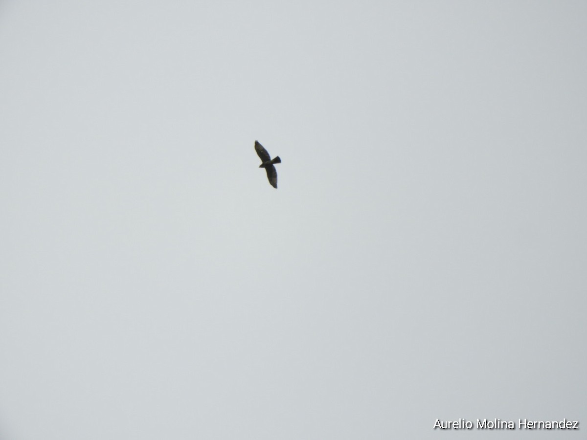 Broad-winged Hawk - ML642232024