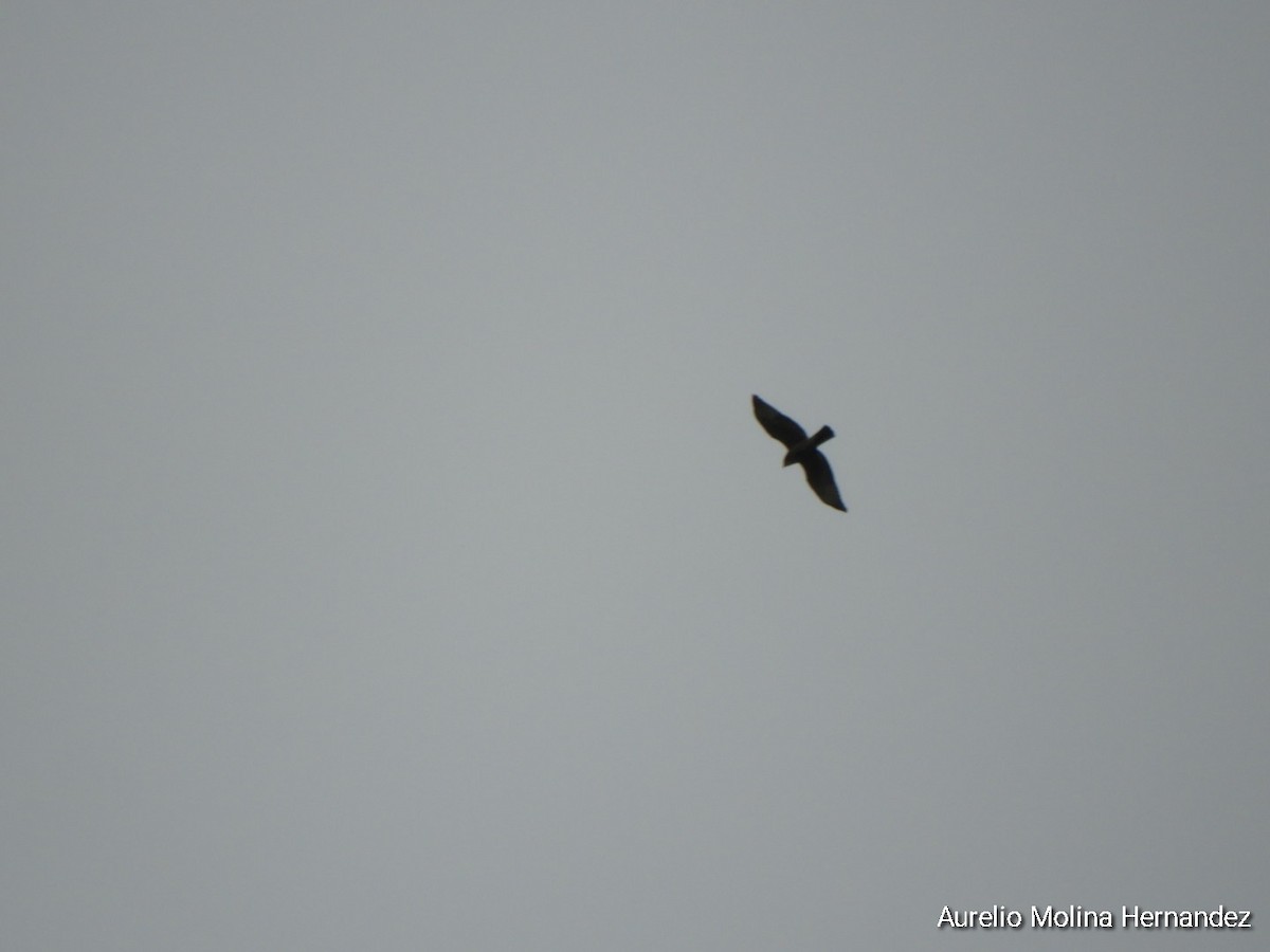 Broad-winged Hawk - ML642232025