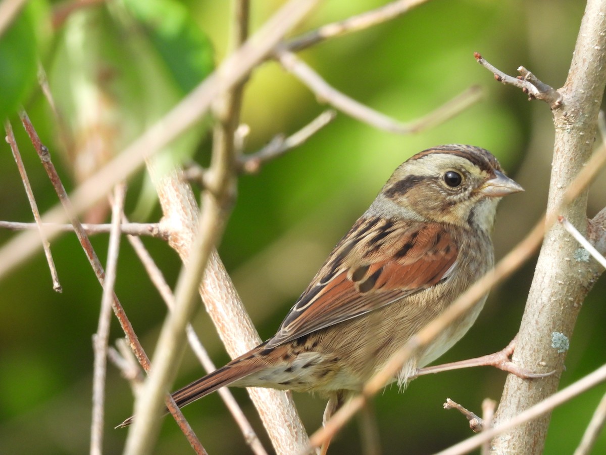 Swamp Sparrow - ML642232062