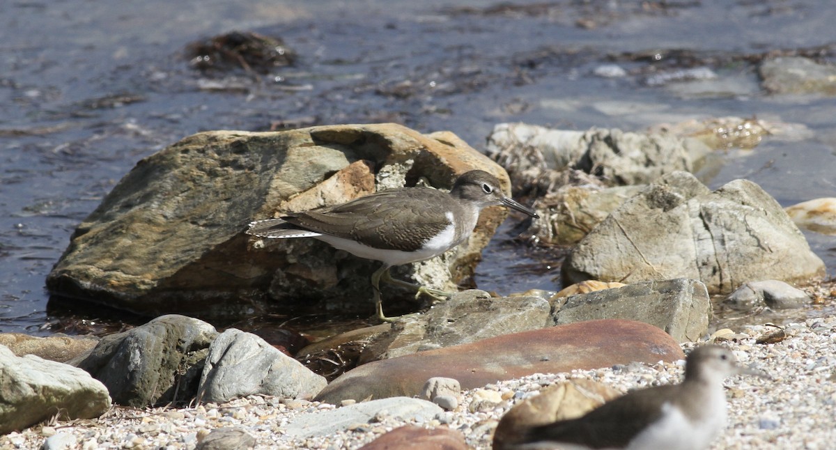 Common Sandpiper - ML642232081