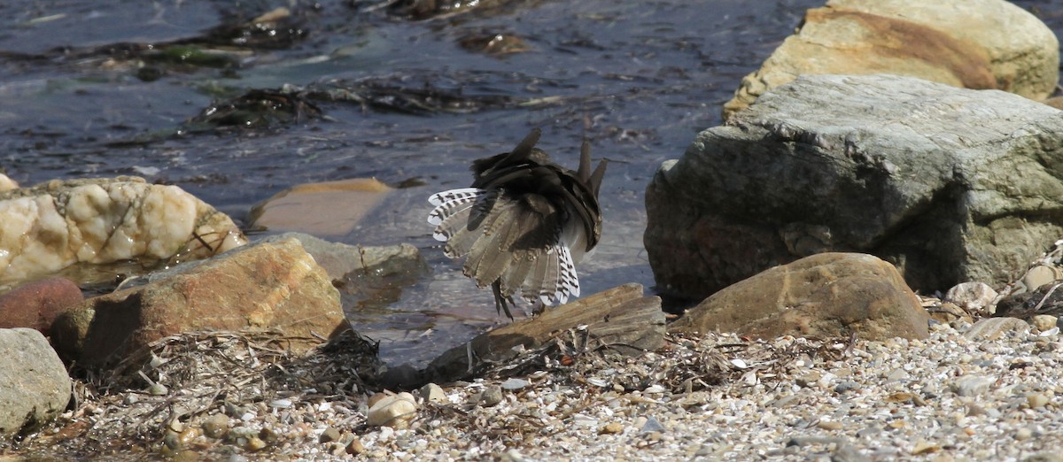 Common Sandpiper - ML642232083
