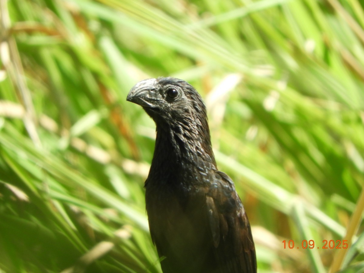 Groove-billed Ani - ML642232137
