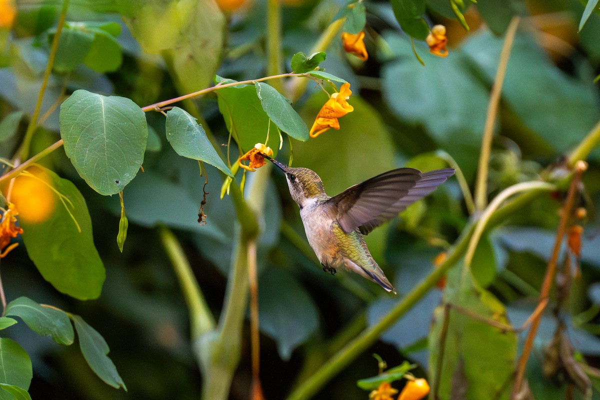 Ruby-throated Hummingbird - ML642232140